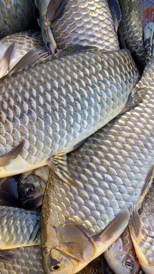 鯽魚魚糧自已怎麼配，成魚期的飼料自配方參考