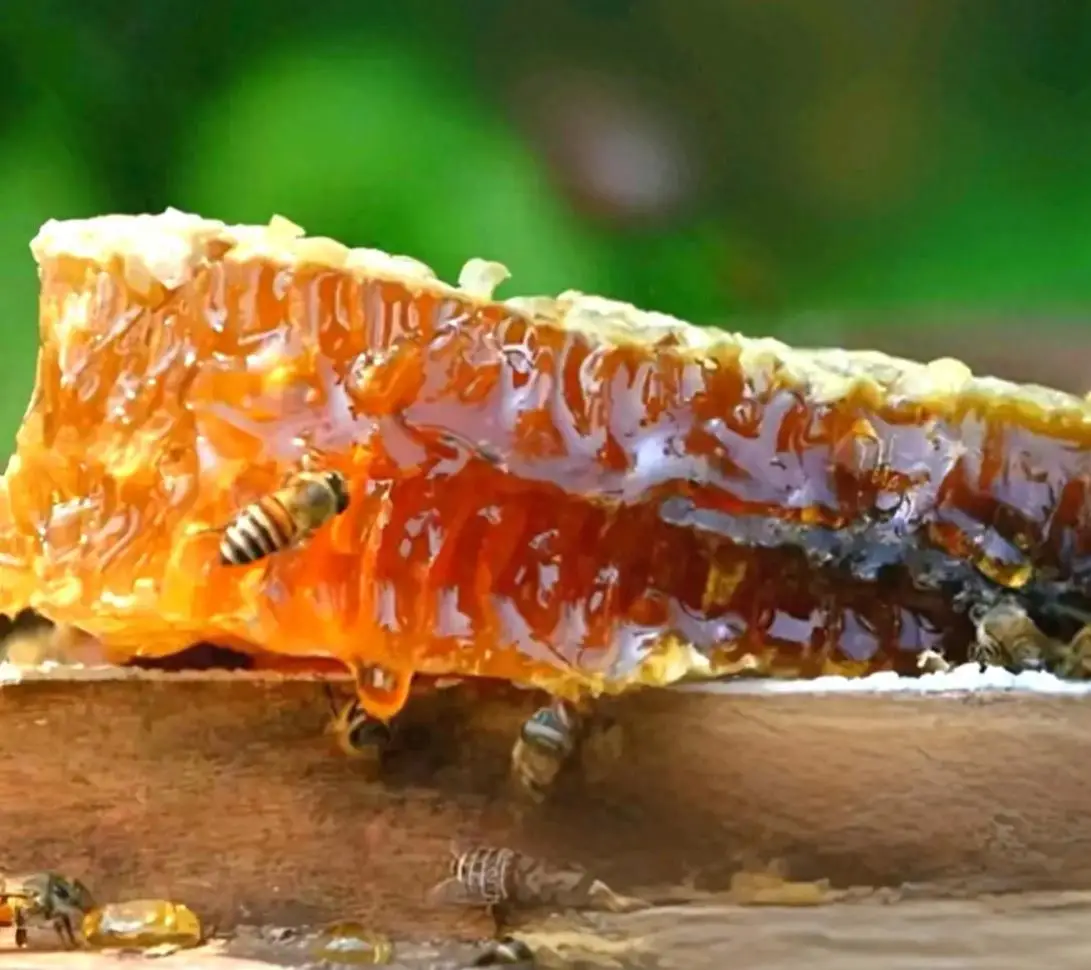 土蜂蜜是什麼蜂蜜？一文說透