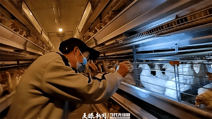 【天眼微鏡頭·現場直擊】20名飼養員“拿下”百萬羽蛋雞養殖場工作｜原來是機器人在助攻