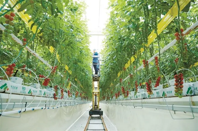 走進楊凌秦農智慧農業科技產業園——看一座“科技工廠”為豐收“程式設計”