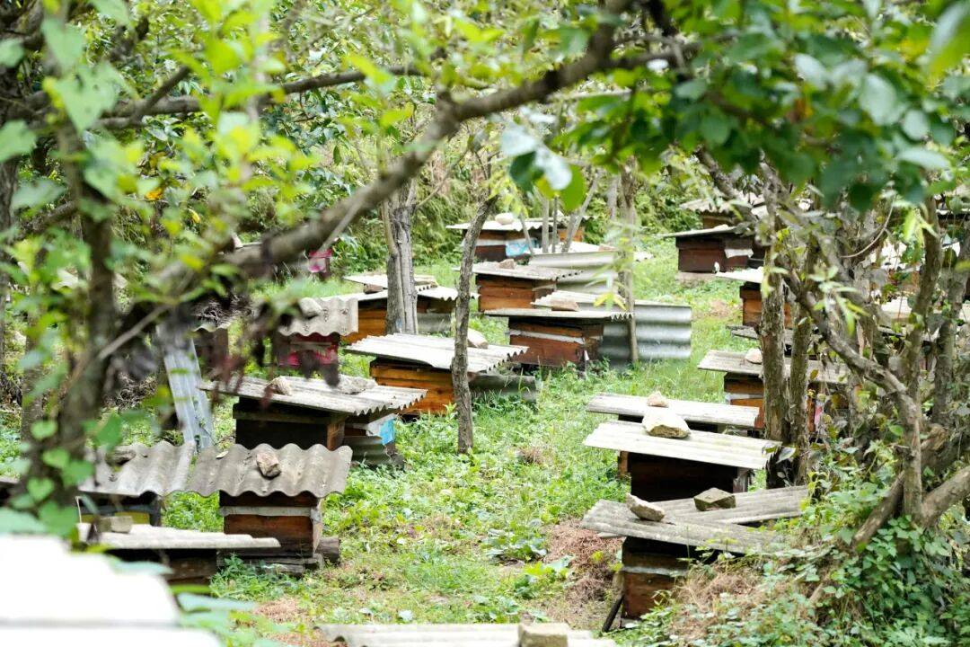 留壩蜂蜜又有新續集了？