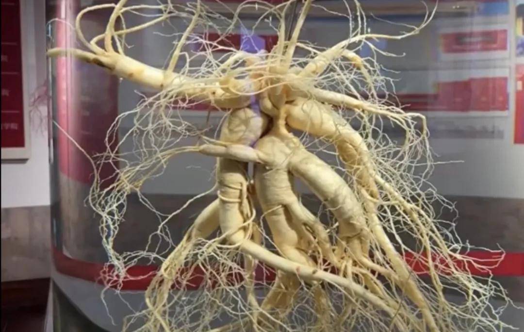 吉林市“博物館熱”持續升溫 多座博物館成文化打卡新地標