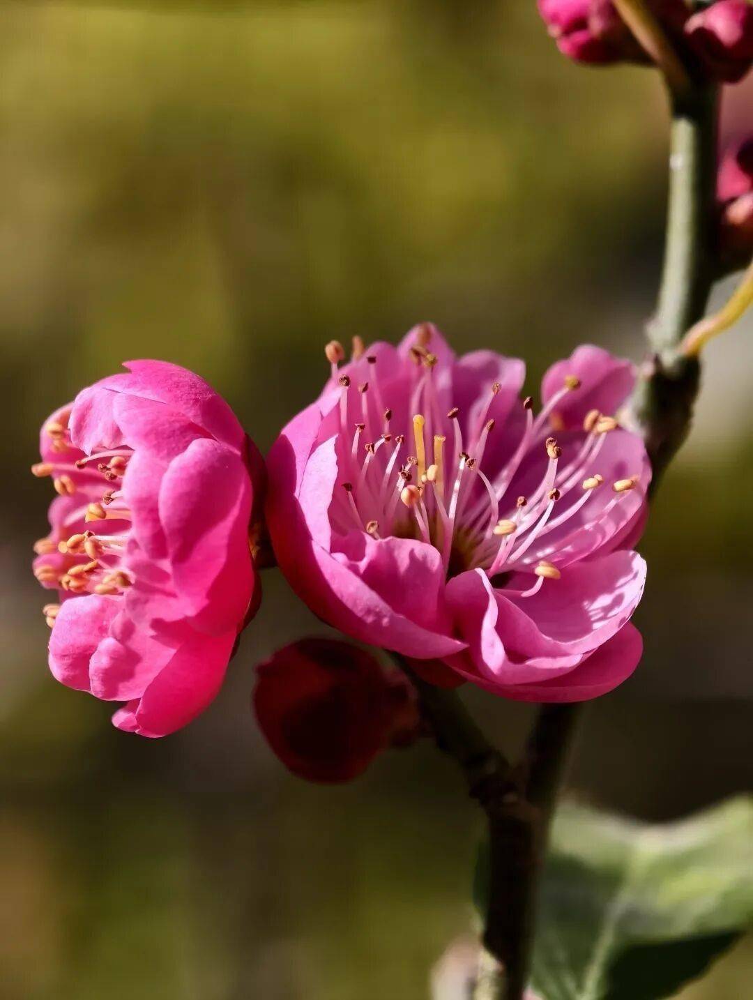必須收藏！絕美！絕美！誰能拒絕這波中式美學？昆明超詳細賞梅攻略來了，包出片！