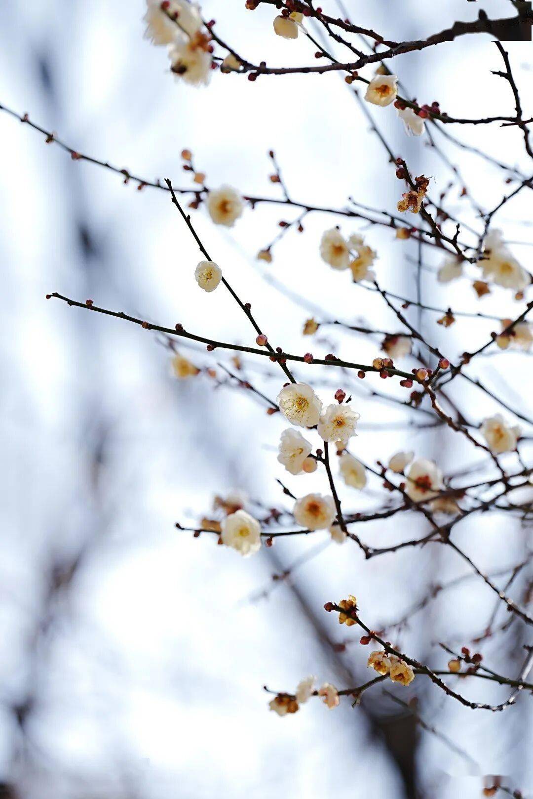 必須收藏！絕美！絕美！誰能拒絕這波中式美學？昆明超詳細賞梅攻略來了，包出片！