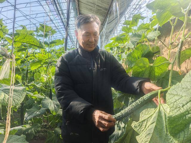 早晨採摘，中午擺上貨架！平泉黃瓜裝進京津“菜籃子”