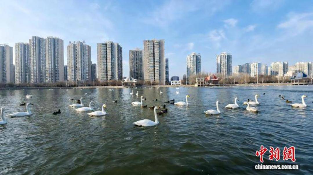 “天鵝越冬”何以成新疆冬季旅遊新景？