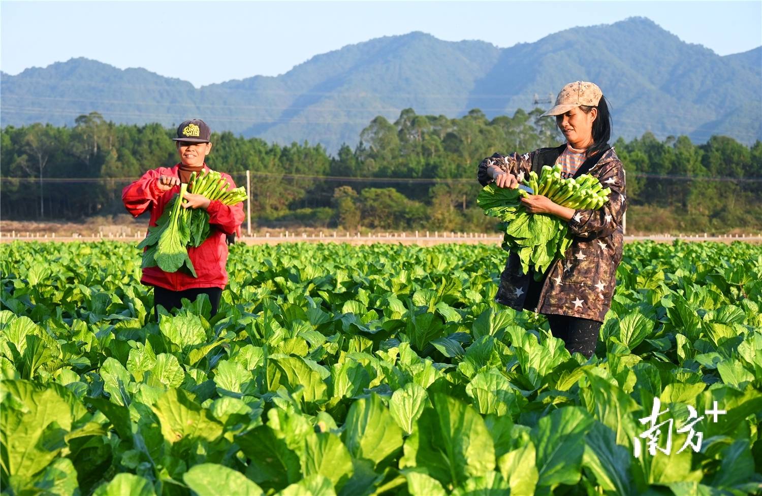 田間裝上“智慧腦”，連州菜心長出科技“芯”