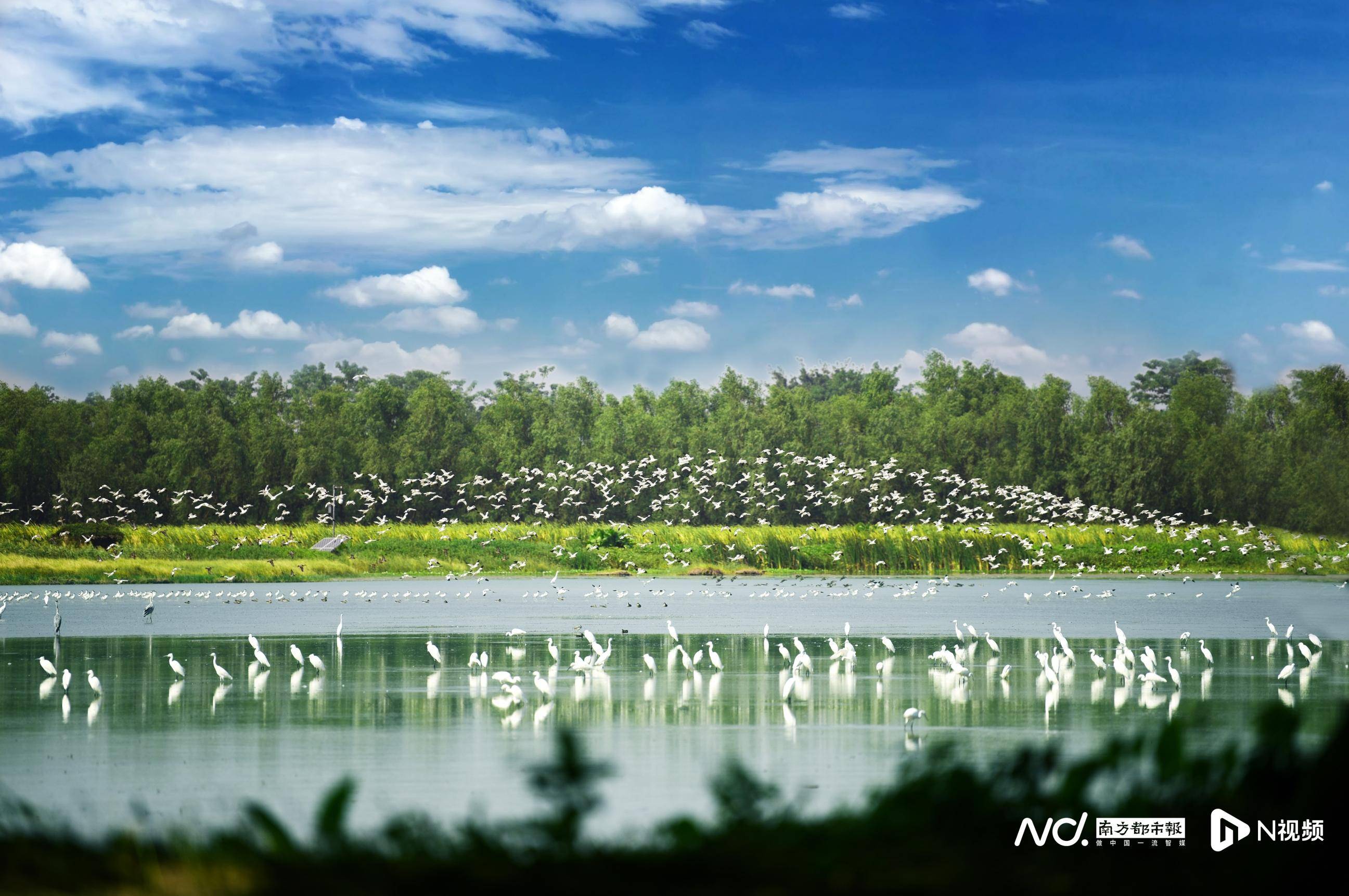 不止看燈！大灣區燈會周邊漫遊指南來了，吃住遊攻略一鍵收藏