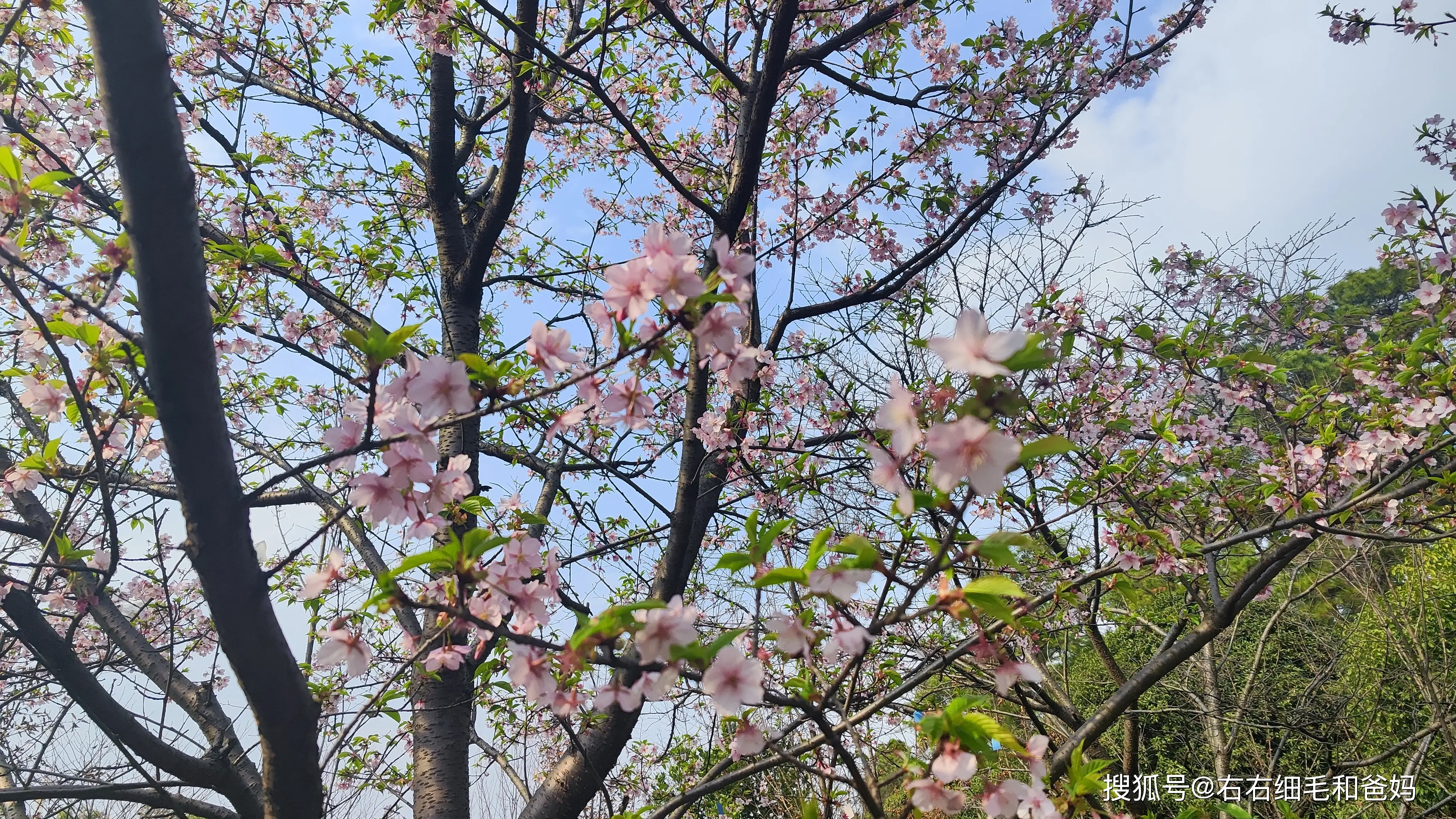 原創跑錯方向的“搶跑”教育：公園裡、公車上，被“逼”學習的5歲娃
