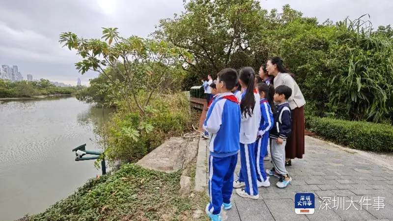 開學第一課，這群深圳小學生帶上爸媽，帶上書本走進紅樹林