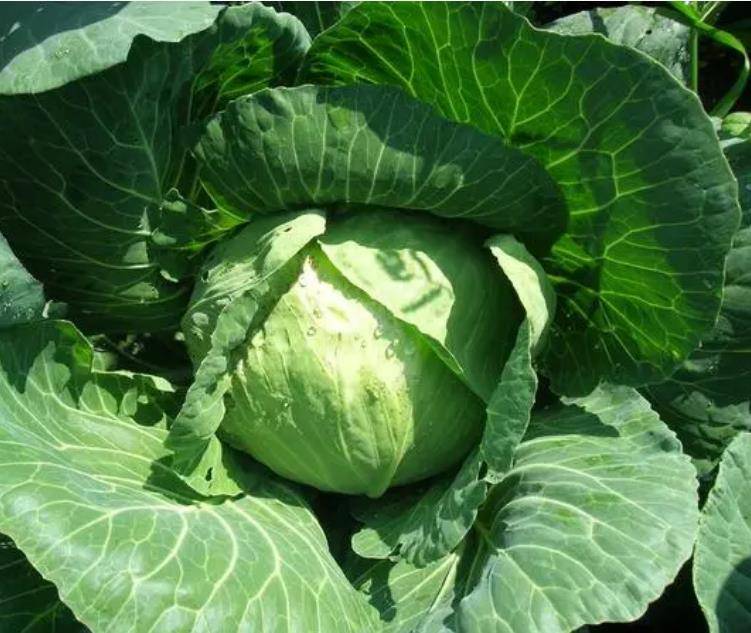 原創關於初學者對滷水認識的誤區，主要是這3點，值得收藏！