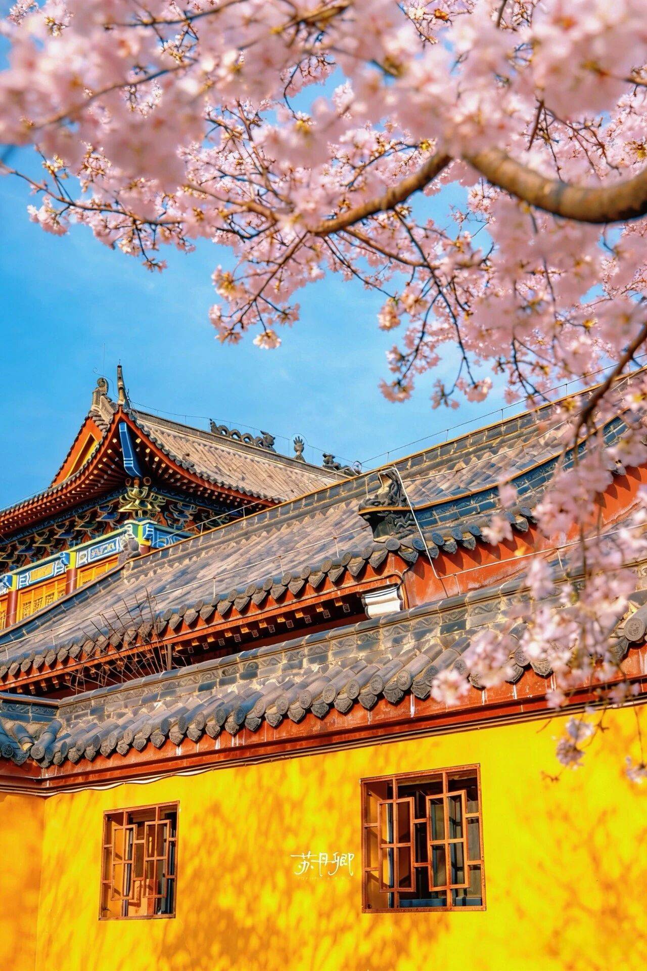 原創武漢賞櫻攻略請收藏！除了武大和東湖，還有這些免費打卡地哦