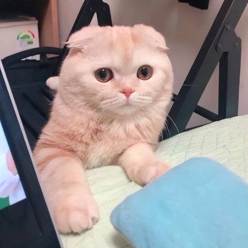 貓咪毛髮褪色、掉毛多？吃什麼好？這些美毛貓糧快收藏！