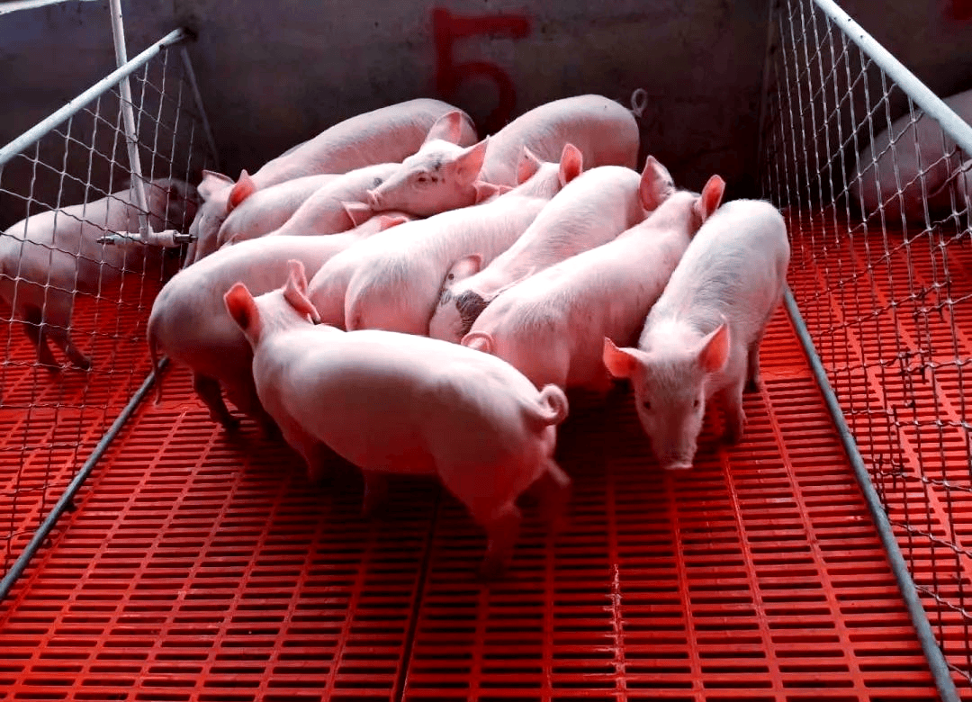 斷奶仔豬怎樣喂長得快？這樣喂就能快速長膘！