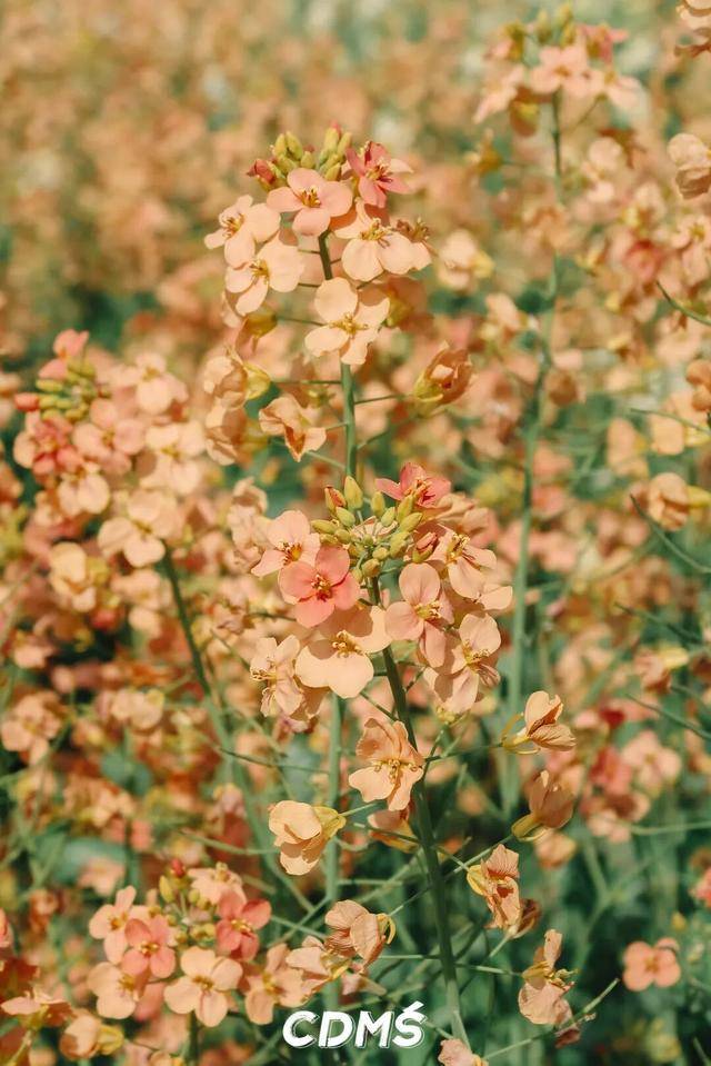 收藏！新津美食地圖更新了