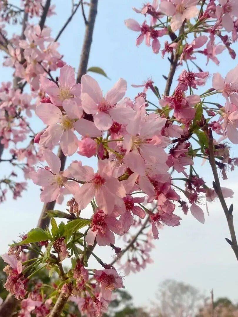 收藏！泉州春日賞花去哪裡？花期+地址全攻略