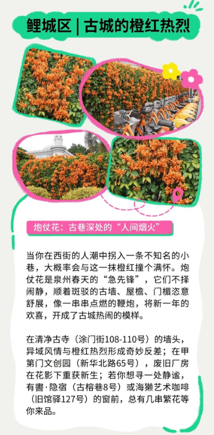 收藏！泉州春日賞花去哪裡？花期+地址全攻略