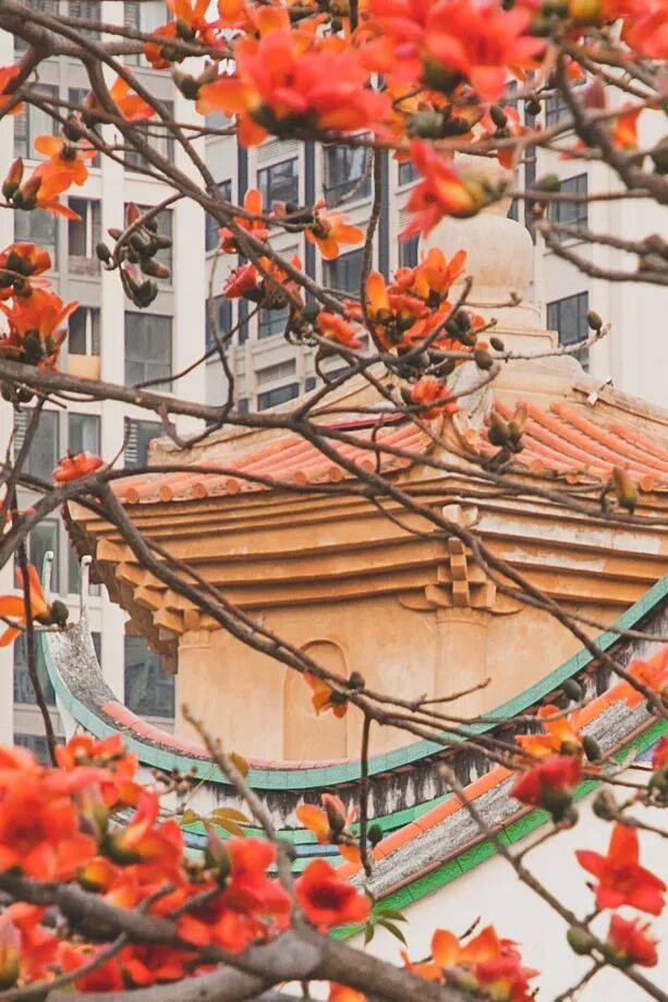 收藏！泉州春日賞花去哪裡？花期+地址全攻略