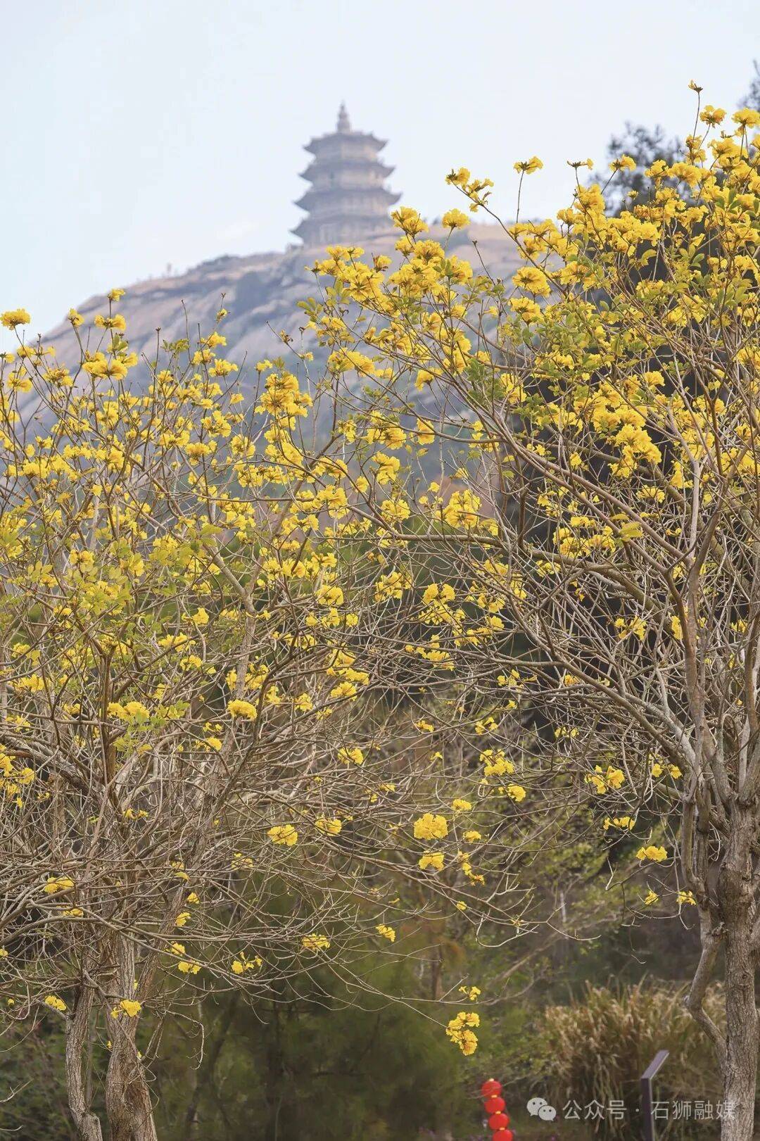 收藏！泉州春日賞花去哪裡？花期+地址全攻略