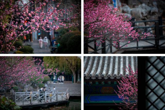 速收藏！棗莊臺兒莊古城春之花影與夜燈，錯過再等一年喲！