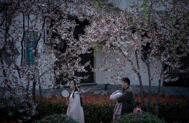 速收藏！棗莊臺兒莊古城春之花影與夜燈，錯過再等一年喲！