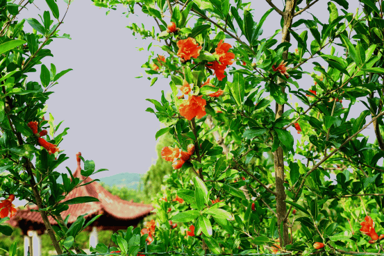 花開泰山區，春色入畫來一鍵收藏最美花海