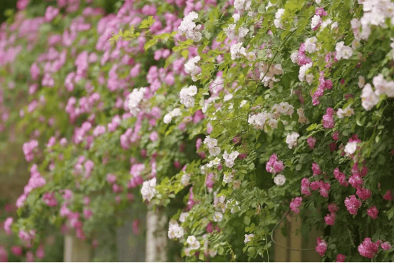 花開泰山區，春色入畫來一鍵收藏最美花海