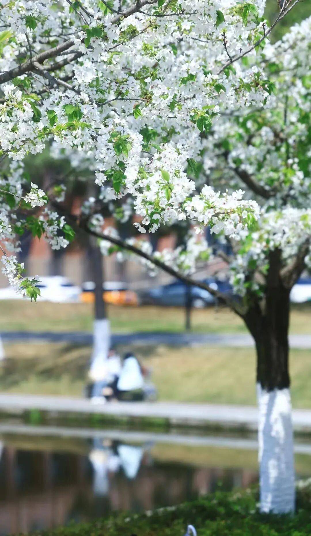 成都可以入校賞花的大學推薦！附預約入口