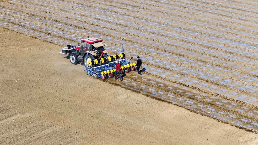 博州142萬畝棉花春播正酣 科技服務助力豐收