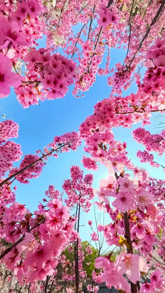 春日限定屏保，轉發收藏