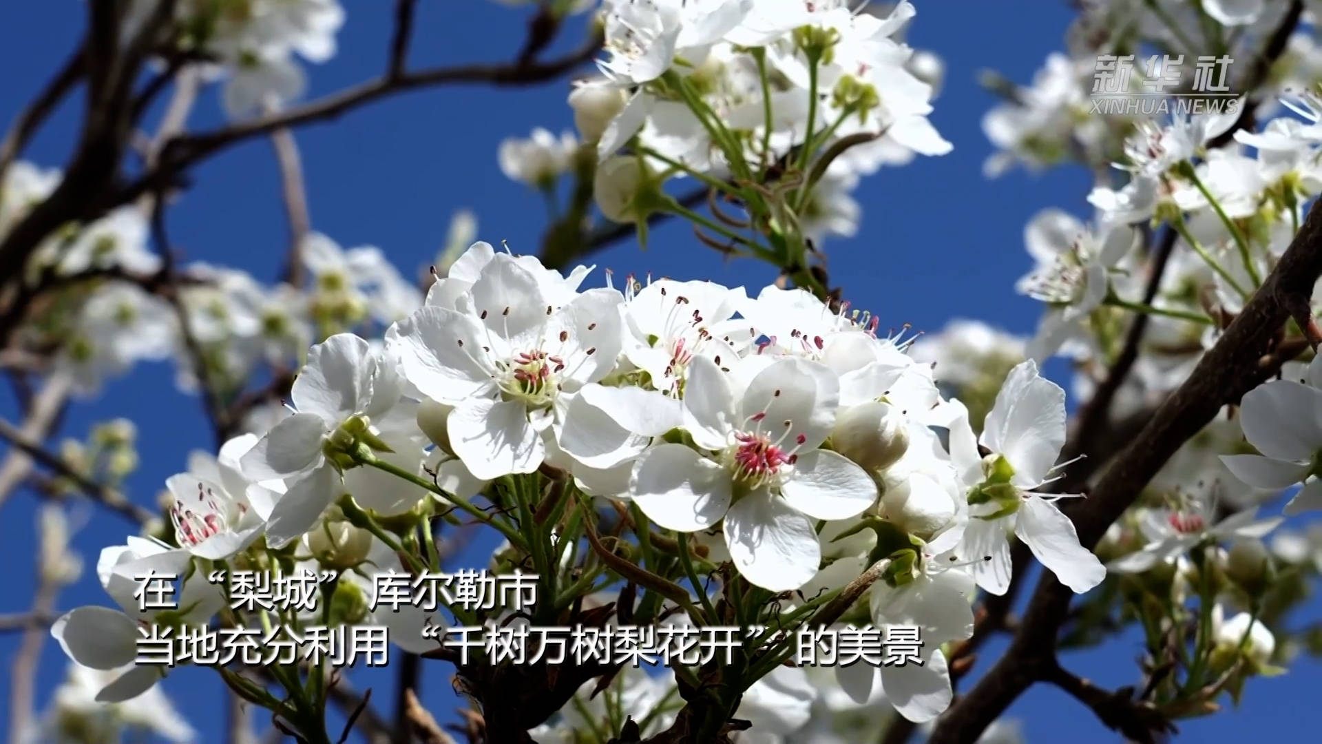 新疆以花為媒 繪旅遊新圖景