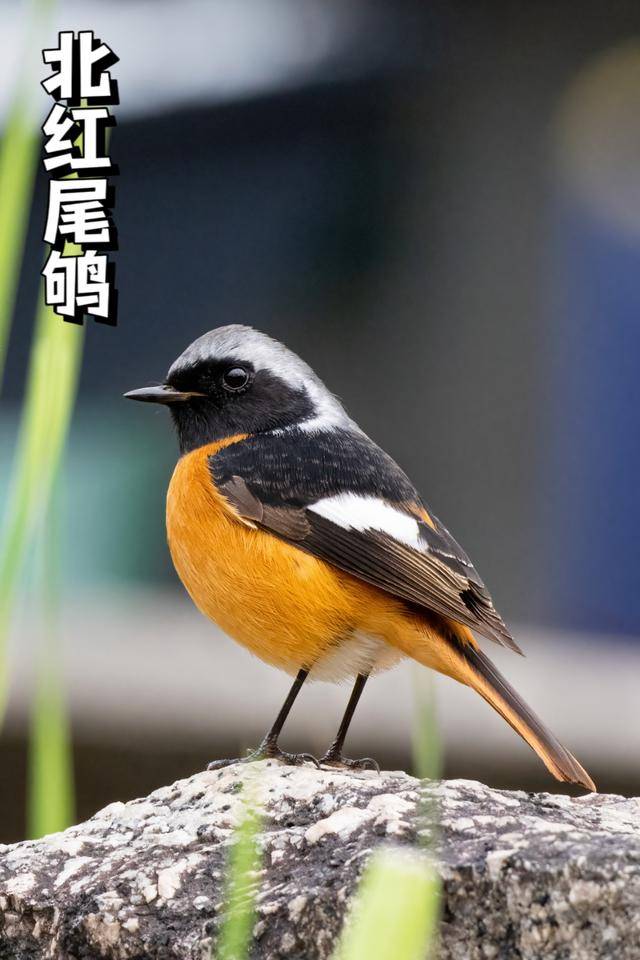 聽，深圳大學生有一群會唱歌的“鄰居”