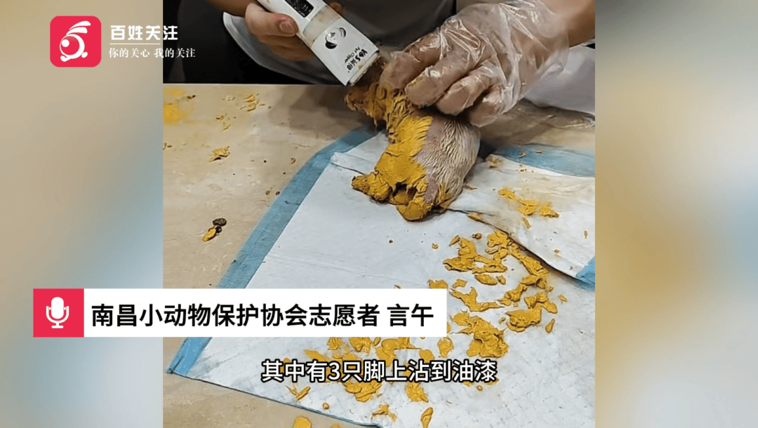 7只小奶狗被人遺棄在油漆桶中，身上裹滿油漆難以清洗，愛心志願者為其“洗”出生路