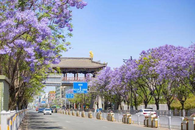 比大理浪漫！比昆明更近！高鐵直達陽光小城，2萬株藍花楹美瘋！觀海登山，美食吃到爽！