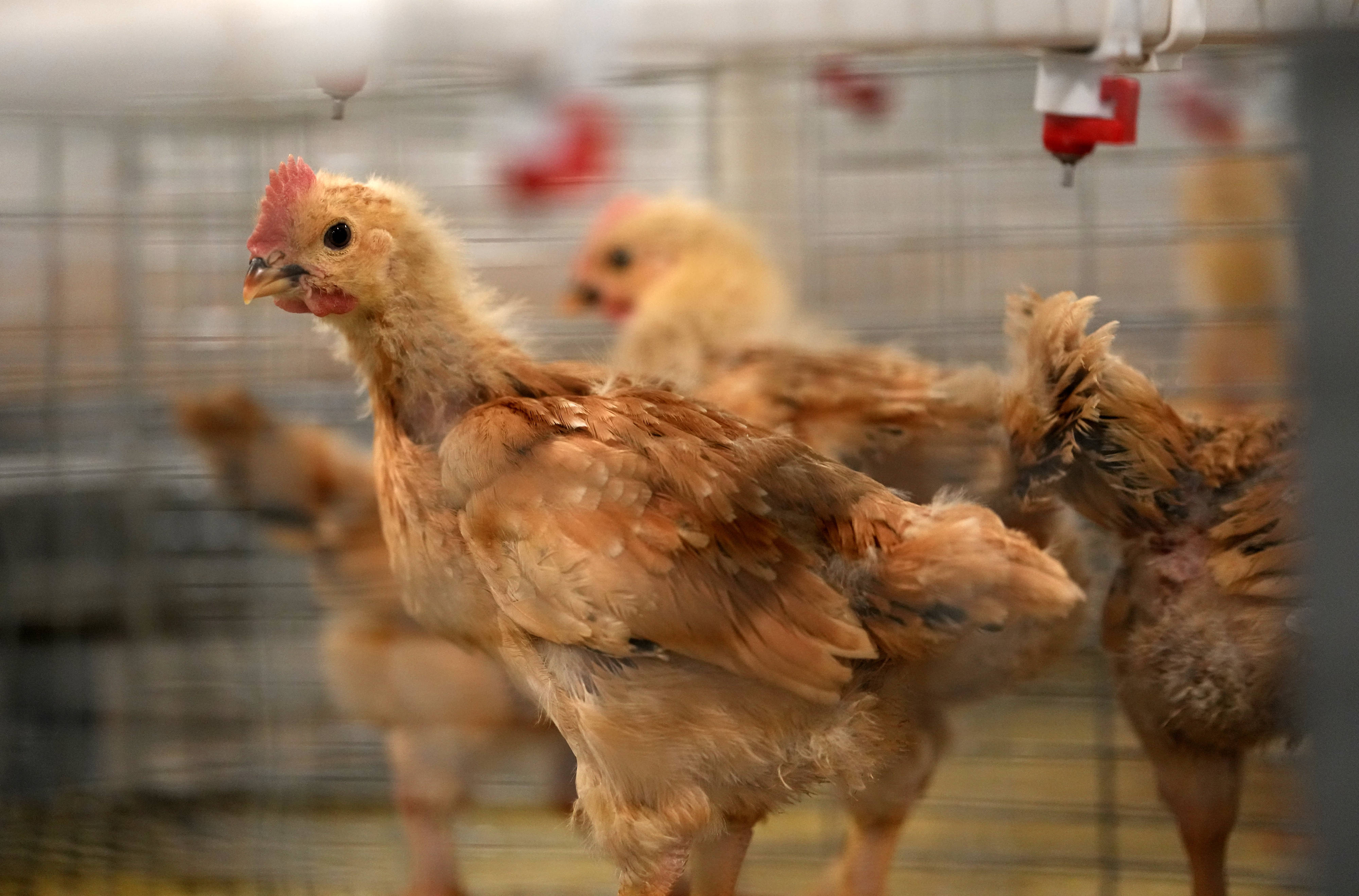 陝西武功：科技小院打造一枚有“武功”的雞蛋