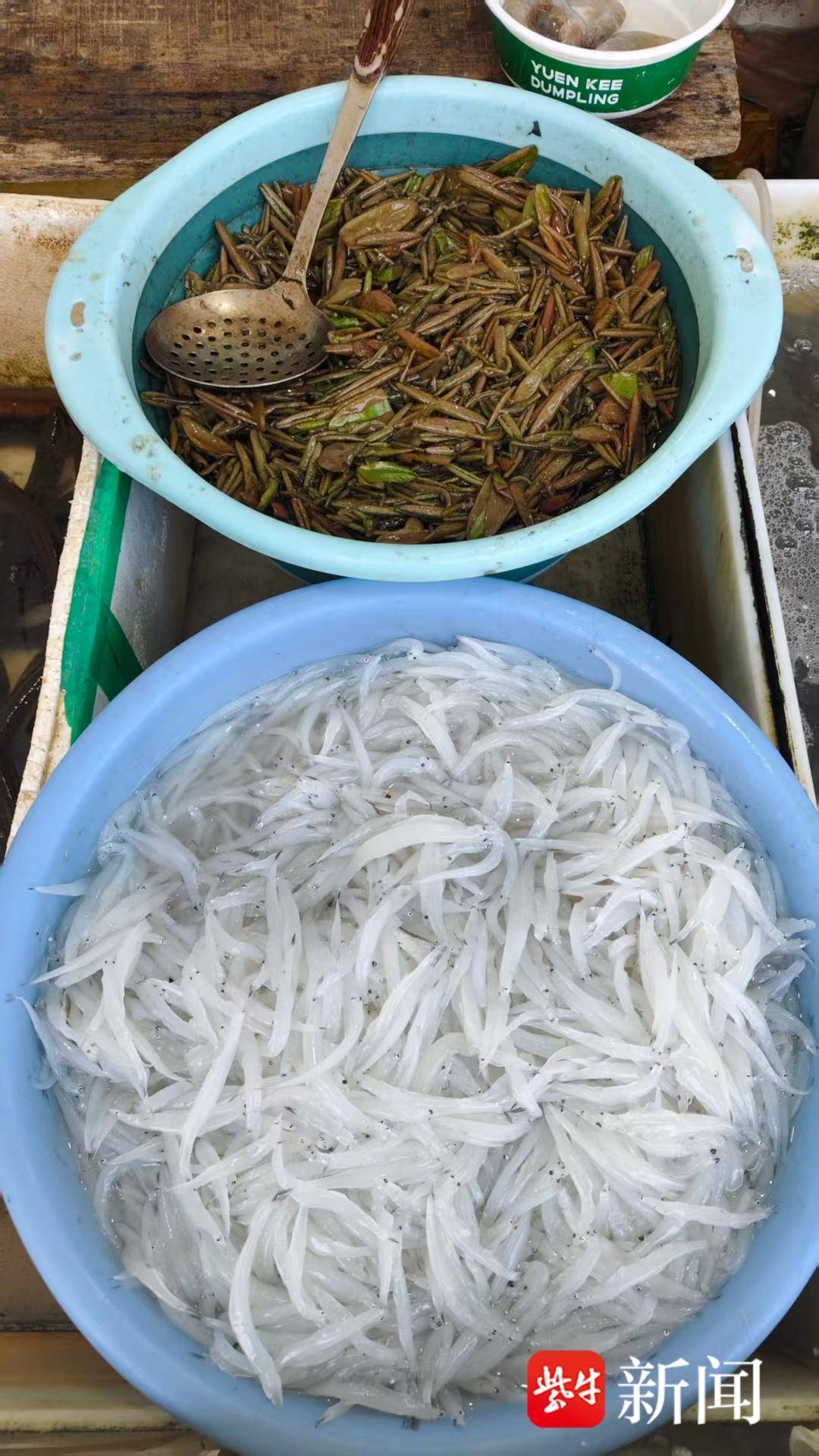蓴菜鮮嫩上市每斤23元，搭配銀魚成春日美食標配