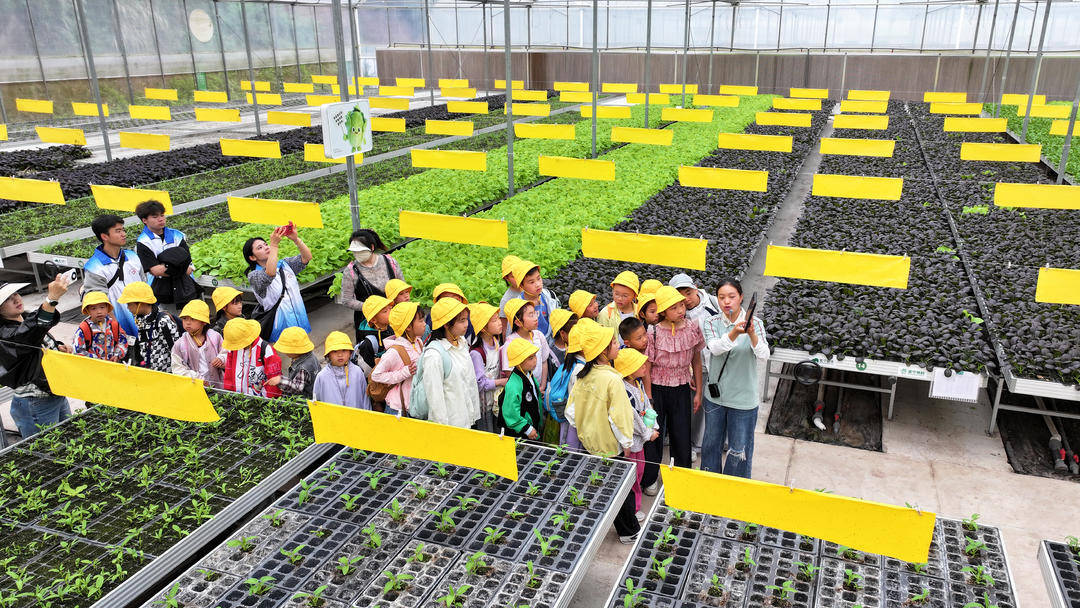 蔬菜園裡有什麼？有60個耍春假的小學生｜圖集