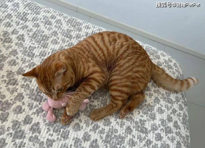 原創貓的誘惑有多大？租房不讓養貓，靠一張貓咪照片搞定房東！