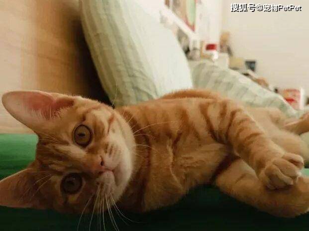 原創貓的誘惑有多大？租房不讓養貓，靠一張貓咪照片搞定房東！