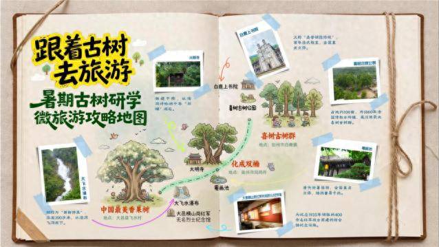 跟著古樹去旅遊 “綠色+”暑期古樹研學微旅遊路線來啦