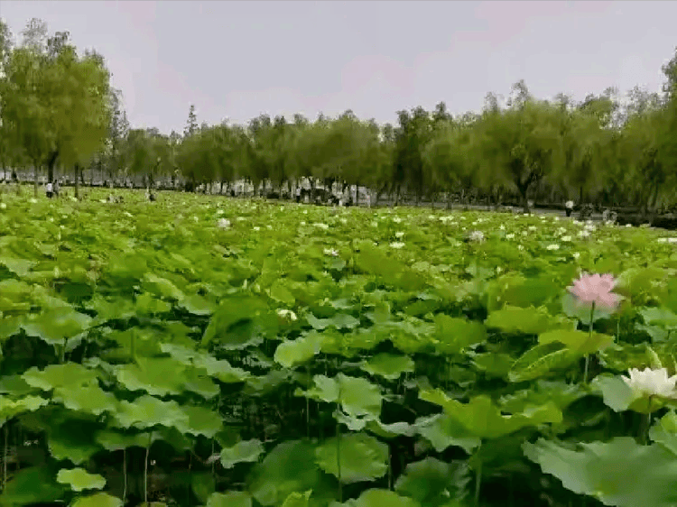 七律 贊內蒙古第36屆旅遊草原那達慕開幕（外兩首）