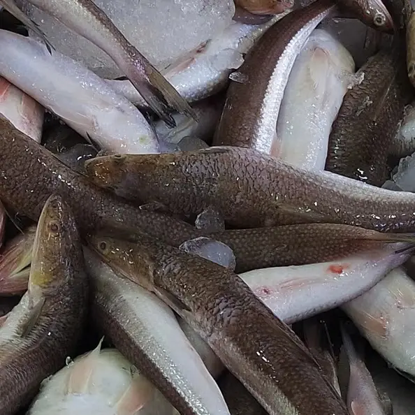 捶打上千次才做成的魚丸！非遺美食，一口下去，鮮嫩可口～