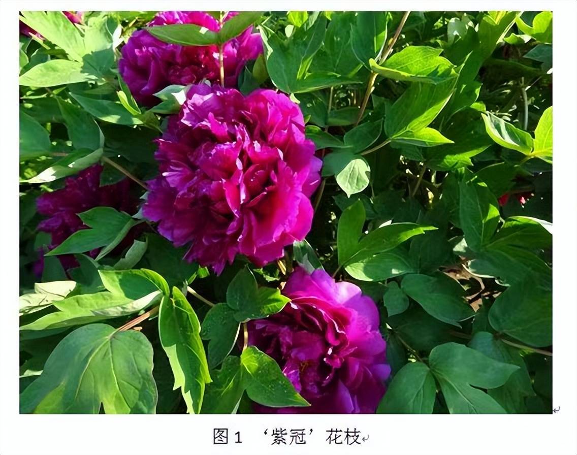 原創牡丹向北③｜“較勁”30餘年 靜待黑土上的論文收穫“花樣”產出