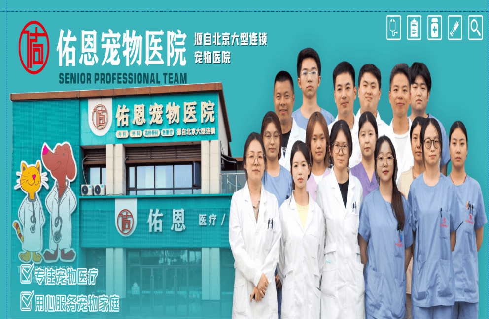 重慶寵物美容有哪些專業標準