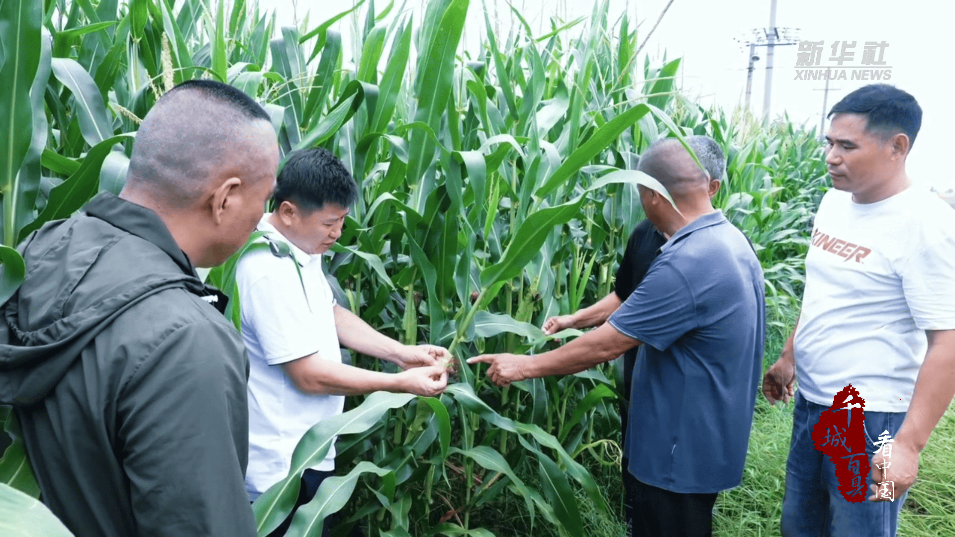 千城百縣看中國｜山東成武：科技飛防護秋糧