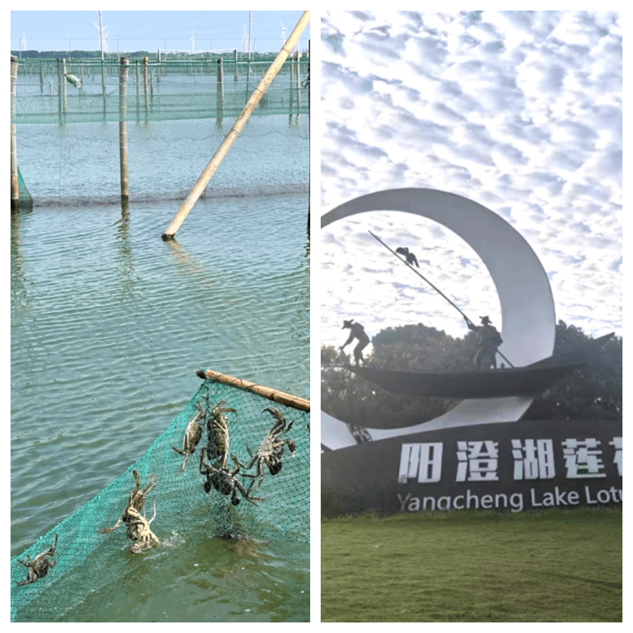 陽澄湖旅遊攻略吃蟹精選，陽澄湖農家樂吃到正宗大閘蟹