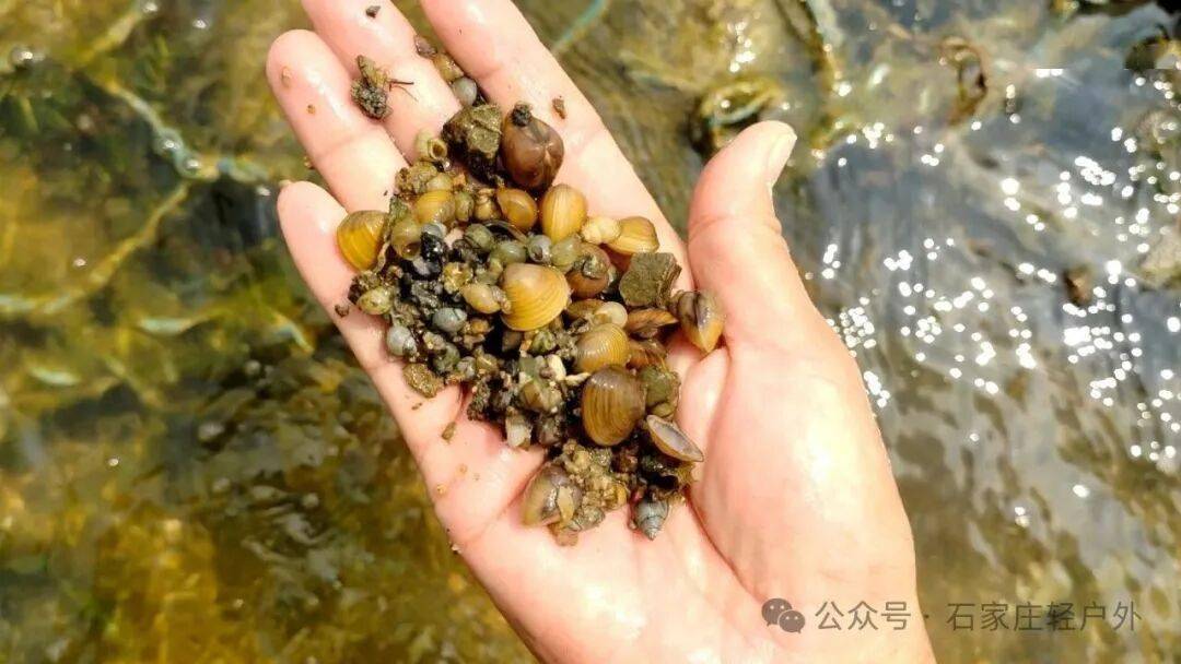 原創滹沱河抓田螺摸河蚌詳細攻略，收藏這篇直接出發
