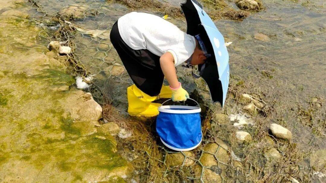原創滹沱河抓田螺摸河蚌詳細攻略，收藏這篇直接出發