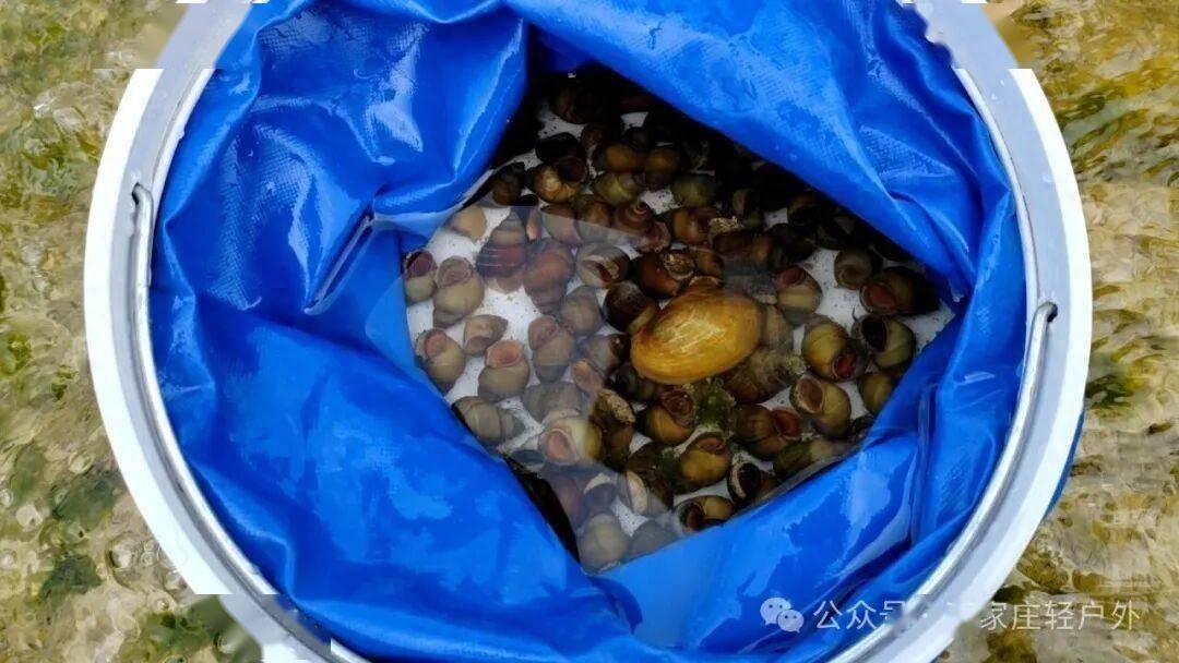 原創滹沱河抓田螺摸河蚌詳細攻略，收藏這篇直接出發