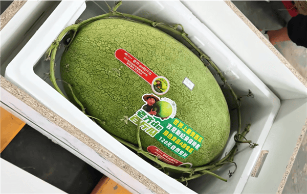 曾創吉尼斯紀錄！百斤大西瓜上市 快遞小哥直接用上爬樓機送貨